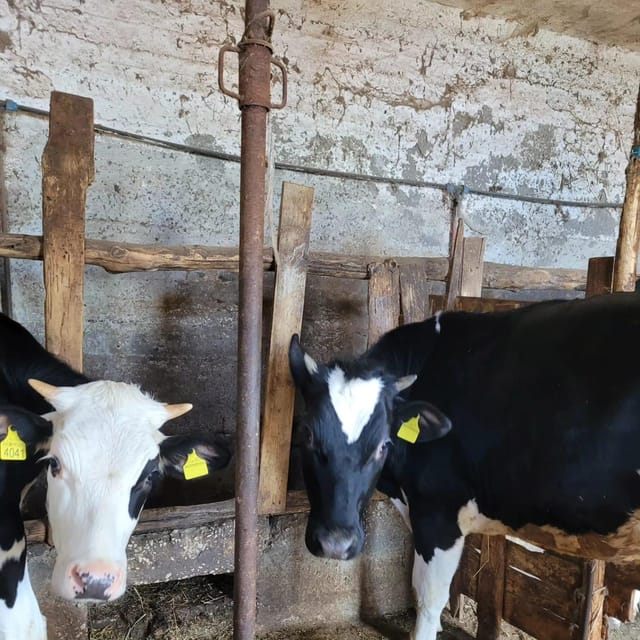 Amalfi: Learn how to make pasta, mozzarella and tiramisù! - Making mozzarella with milk from the farm cow