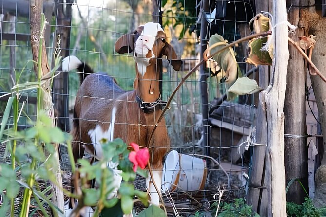 Amalfi: Milk cows, make pasta, mozzarella and tiramisu! - Eating the full meal you helped prepare
