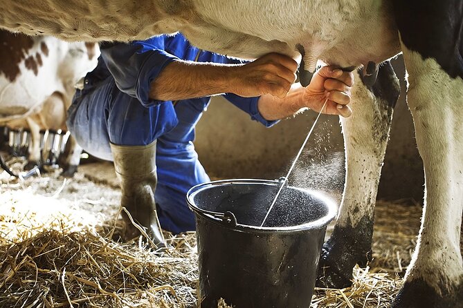 Amalfi: Milk cows, make pasta, mozzarella and tiramisu! - The cow-milking lesson is the memorable part