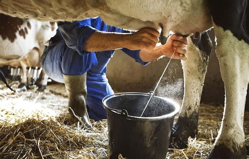 Amalfi: Milk the cows, Make Pasta, Mozzarella and Tiramisù! - A Farm Visit Before the Cooking Begins