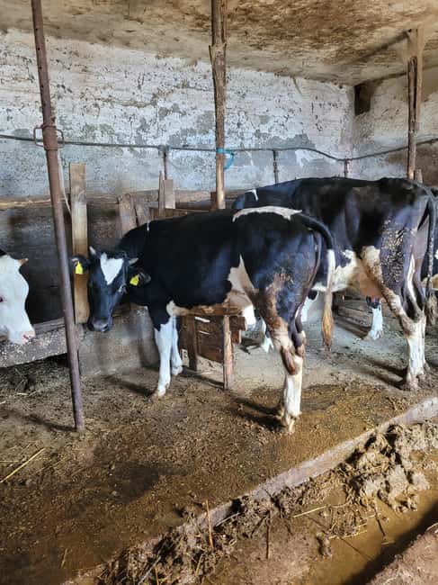 Amalfi: Milk the cows, Make Pasta, Mozzarella and Tiramisù! - Making Tagliatelle From Nonna Maria’s Recipes