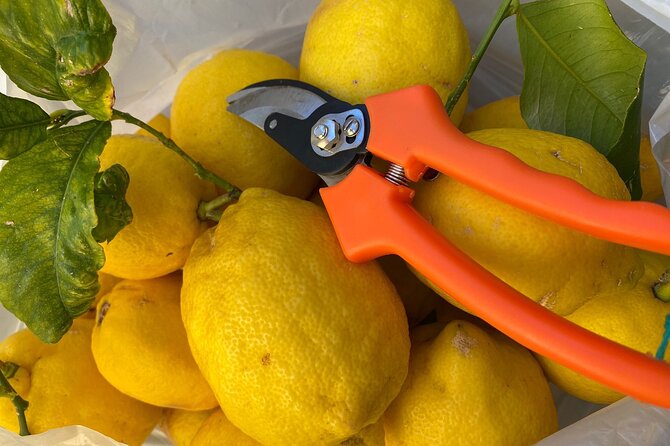 Cooking Class: hand made pasta from scratch in Sorrento - Should you book Cooking Mama Sorrento?
