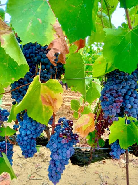 Florence: Countryside Tour with Wine Tasting & Pasta Class - Is the $71 price good value?