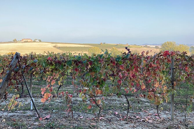 Fresh pasta with a view near Asti – Langhe, Roero, Monferrato - Why the small group size matters
