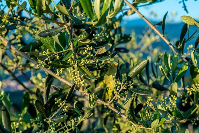 Hands-On Pasta Cooking Class in Florence with optional Pizza - A Social Class With Room to Participate