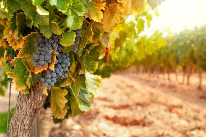 Private Pisa, Pasta and Chianti Lovers Wine Experience from La Spezia - Is the $470.63 price worth it?