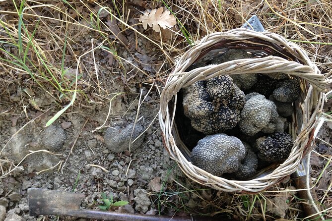 Truffle Hunting and Handmade Pasta in Ascoli Piceno - From chicken house to handmade tagliatelle