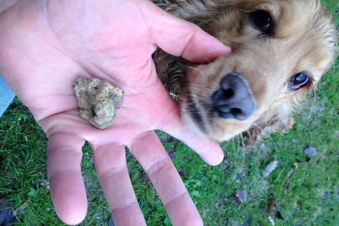 Truffle Hunting and Handmade Pasta in Ascoli Piceno - Is $168.58 good value?
