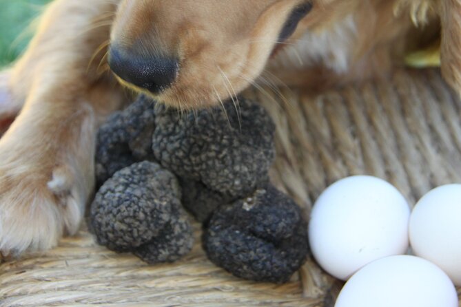 Truffle Hunting and Handmade Pasta in Ascoli Piceno - Timing, clothing, and weather