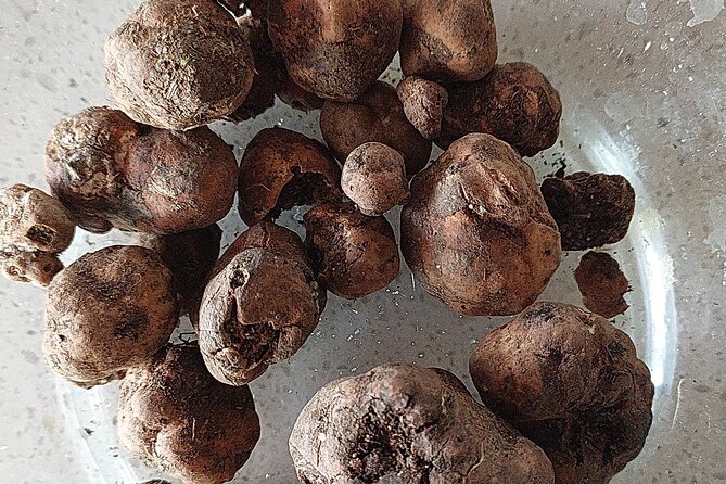 Truffle Hunting in Chianti, pasta class and lunch - Making tagliatelle from scratch
