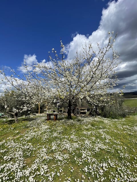 Truffle hunting in Chianti with pasta cooking class & lunch - Should you book the Cofferi 1242 truffle experience?