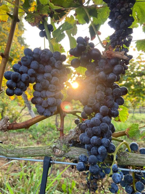 Verona: Pasta Cooking Class with Wine Tasting - Three wines, served with a purpose